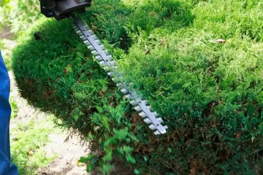 Reputable Bush Trimming Victorville, CA